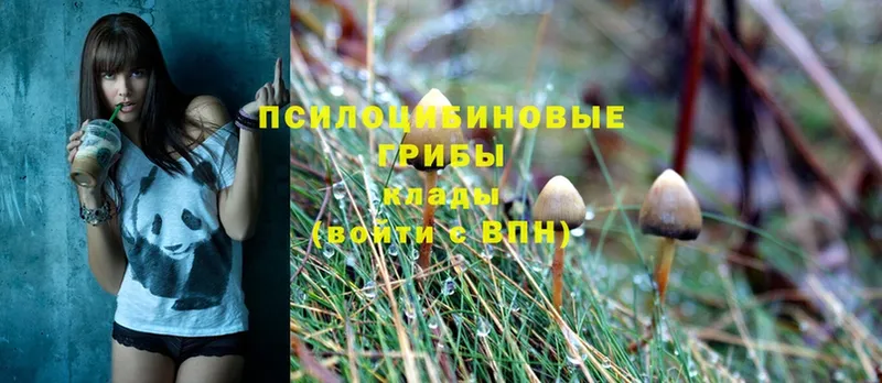 Псилоцибиновые грибы Psilocybine cubensis  Магадан 